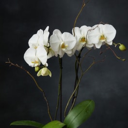 White orchids in a white textured pot with broad green leaves