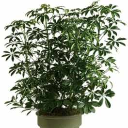 Potted green houseplant with glossy leaves in a green container