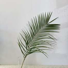 Single palm frond in a clear glass vase