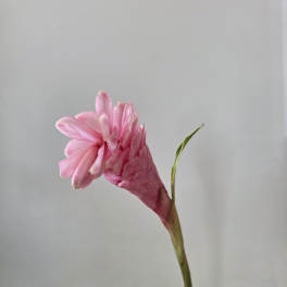 Single pink flower on a long stem in a clear vase