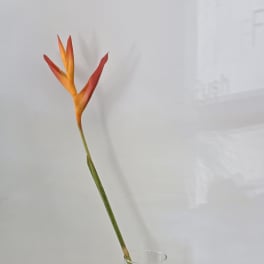Single orange and red tropical flower in a clear glass vase
