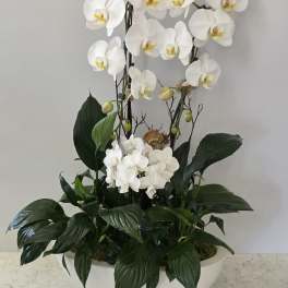 Peaceful Prayer White Orchid and Peace Lily Plant