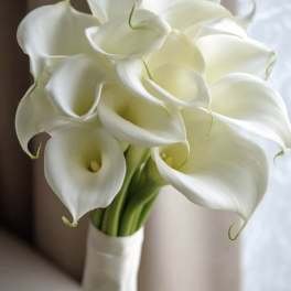 Bouquet of white calla lilies tied with a white ribbon