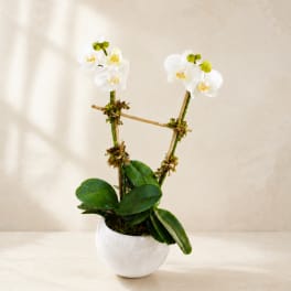 White orchid plant in a white ceramic pot