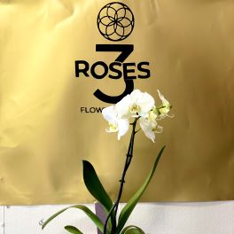 Single white orchid