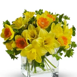 Yellow and orange daffodils arranged in a square clear glass vase.