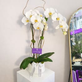 White orchid arrangement in a ribbed white pot with a ribbon bow