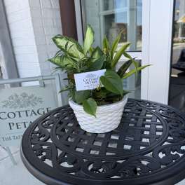 Dish Gardens