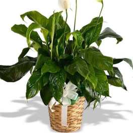 Peace Lily