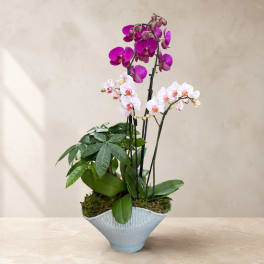 Potted orchids in white and purple with a light blue vase