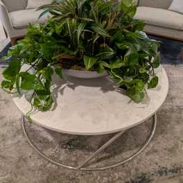 Plants in display