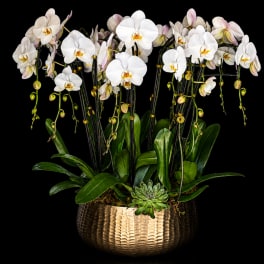 White orchids in a gold textured planter with a small succulent