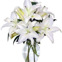 Casa Blanca Lilies