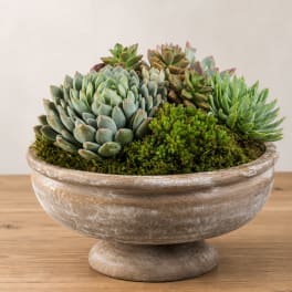 Succulent arrangement in a shallow pedestal bowl