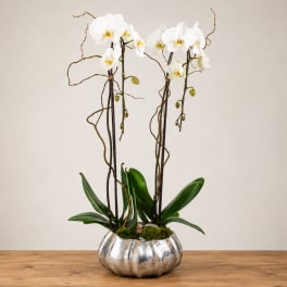 White orchids in a silver pumpkin-shaped planter