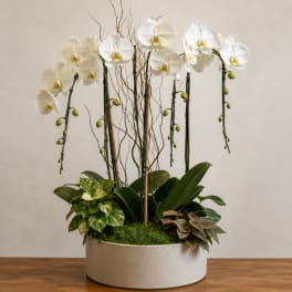 White orchids arranged in a round planter with mixed foliage