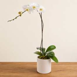 White orchid plant in a white pot on a wooden table