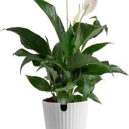 Peace Lilly Spathiphyllum 12 in plant