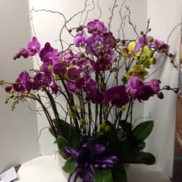 Arrangement of purple and yellow orchids in a white container with a purple ribbon