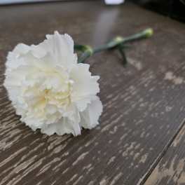 Single Carnation - White