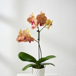Potted orchid with pink and yellow blooms in a white ceramic pot