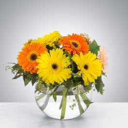 Compact arrangement of yellow and orange gerbera daisies in a round clear glass vase