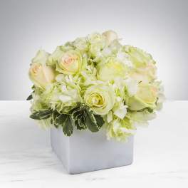 Compact arrangement of pale cream roses and hydrangeas in a white cube vase