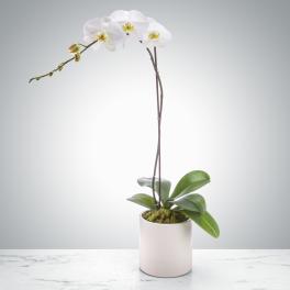 Potted white orchid plant with arching blooms in a simple white cylinder pot