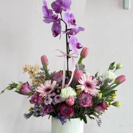 Blooming Orchid
