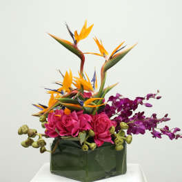 Tropical Radiance
