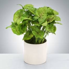 Arrowhead Plant