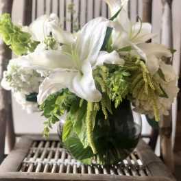 STARGAZER SPLENDOR