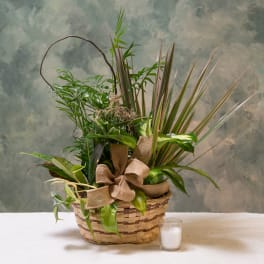 Dish Garden
