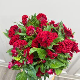 Bouquet of deep red cockscomb flowers with green leaves