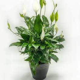 Potted peace lily plant with white blooms in a dark container