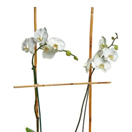 Tall white phalaenopsis orchid planter with bamboo supports in an oval gray pot