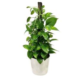 Golden Pothos Plant