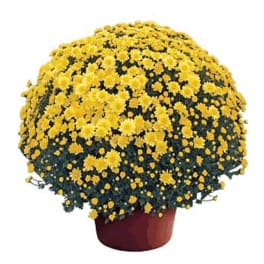 Yellow chrysanthemum plant in a brown pot