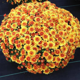 Large mound of yellow and orange chrysanthemums