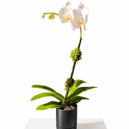 White orchid plant in a black pot with a tall stem and green leaves