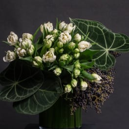 White tulips arranged with large dark green leaves in a glass vase