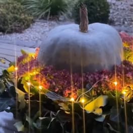 Purple Pumpkin
