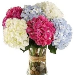 MIXED HYDRANGEA ARRANGEMENT