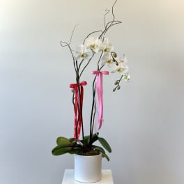 White orchids in a white pot with pink and red ribbons