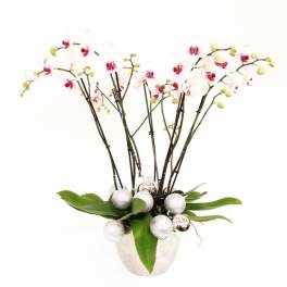 White and pink phalaenopsis orchid plant in a silver pot with silver ornament balls