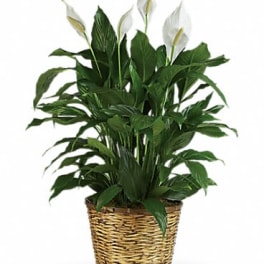 Simply Elegant Spathiphyllum - Large