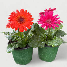 4.5” Gerbera Daisy (The Living Bouquet)