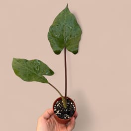 Alocasia Metalhead