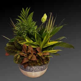 Mixed potted foliage arrangement in a decorative ceramic bowl
