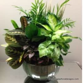 Classic Ceramic Plant Garden